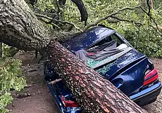 Двух детей и двух взрослых насмерть придавили деревья: страшные последствия разгула стихии в Беларуси (дополнено)