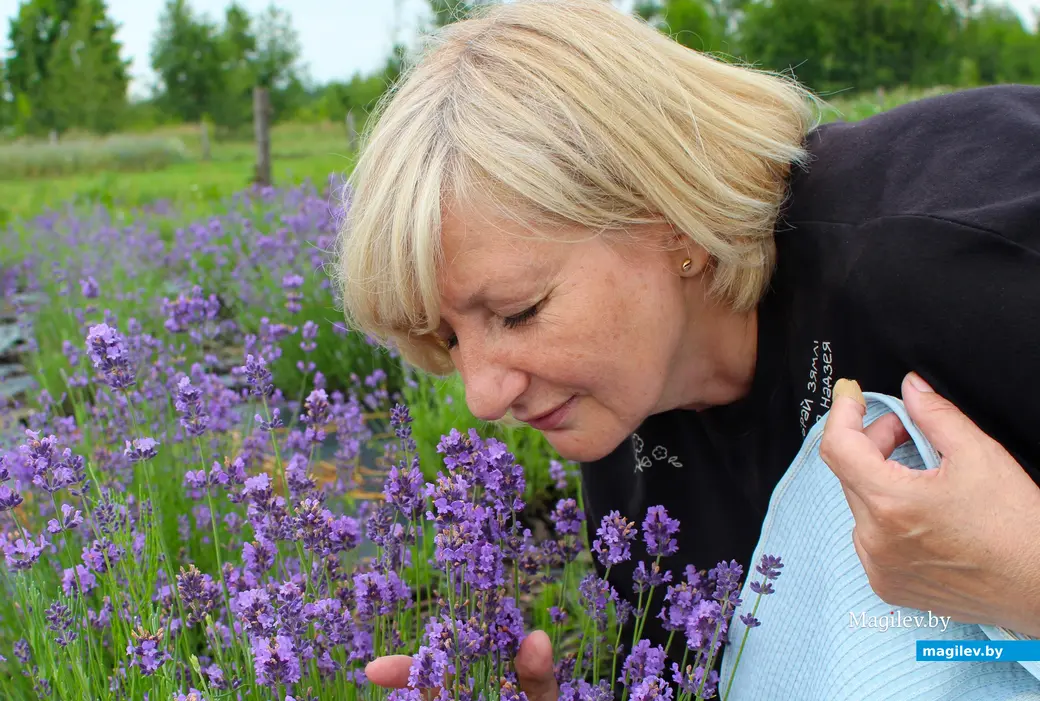 Лаванда, растущая в Могилевской области.