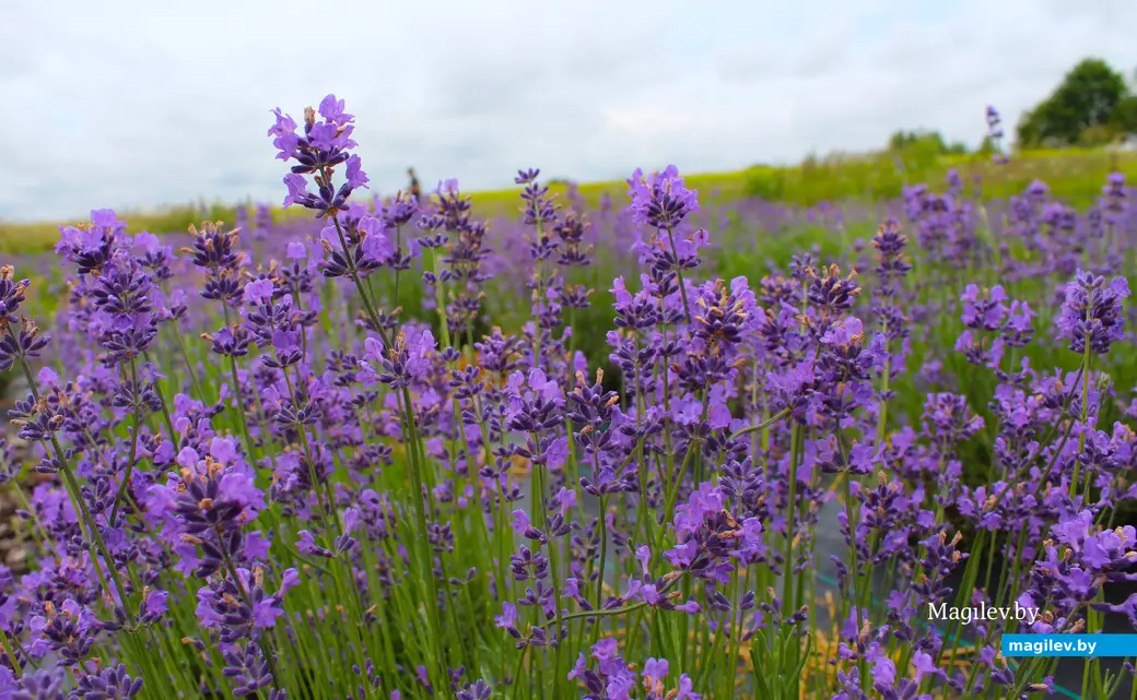 Лаванда, растущая в Могилевской области.