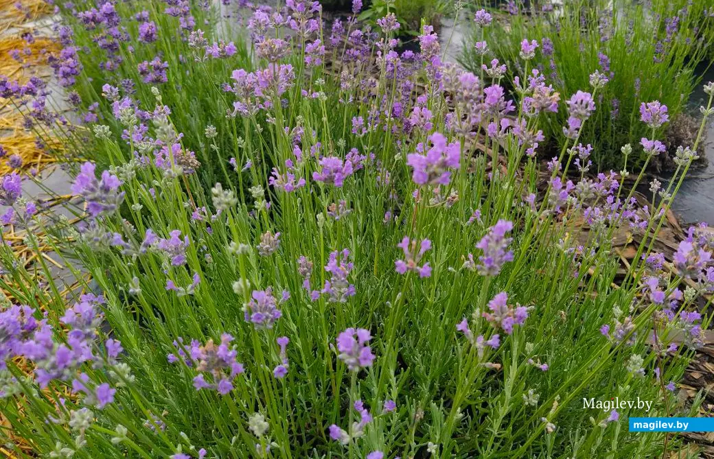 Лаванда, растущая в Могилевской области.