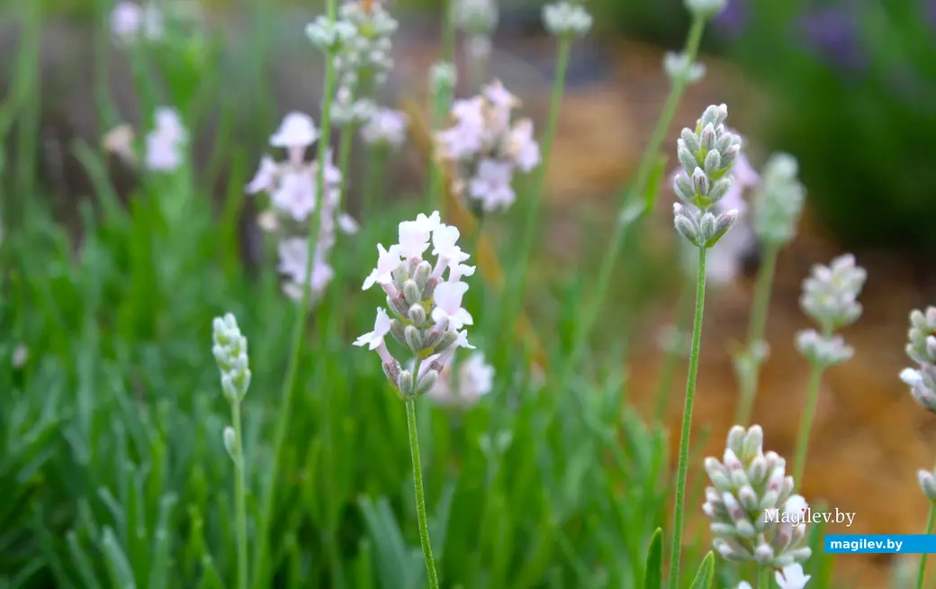Лаванда, растущая в Могилевской области. Растение с белыми цветками.
