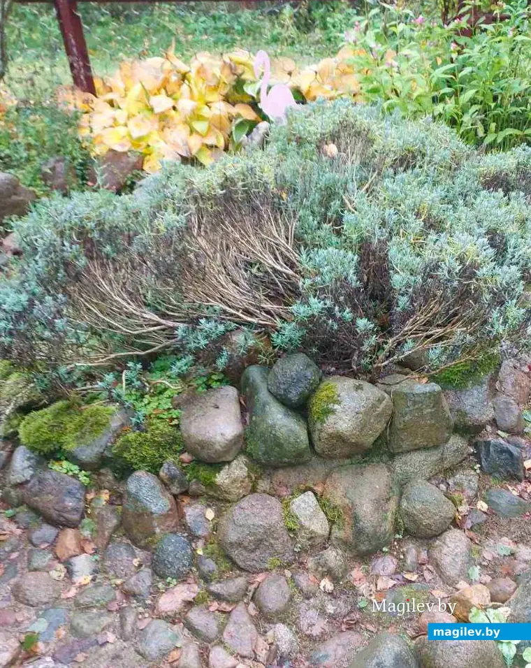 Вариант посадки лаванды. Опыт Ларисы Федоровны Суздалевой.