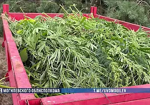 Милиция уничтожила более трех тонн незаконных посевов конопли на поле в Бобруйске