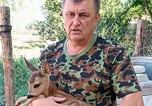 Обнаружили дикое животное, терпящее бедствие? Разъясняем, что в таком случае делать