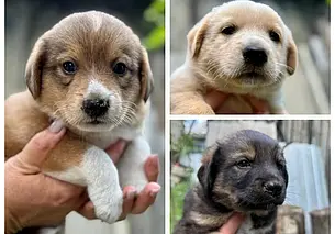 Кошечка Нора, собака Герда и котенок Уго: кто ищет хозяина в Могилеве