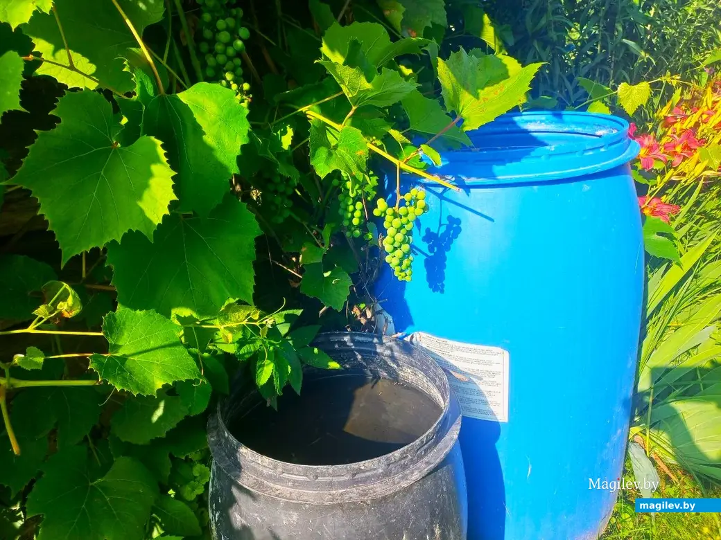 17.07.2024 г. Могилевский район, Речки, ул. Горная.