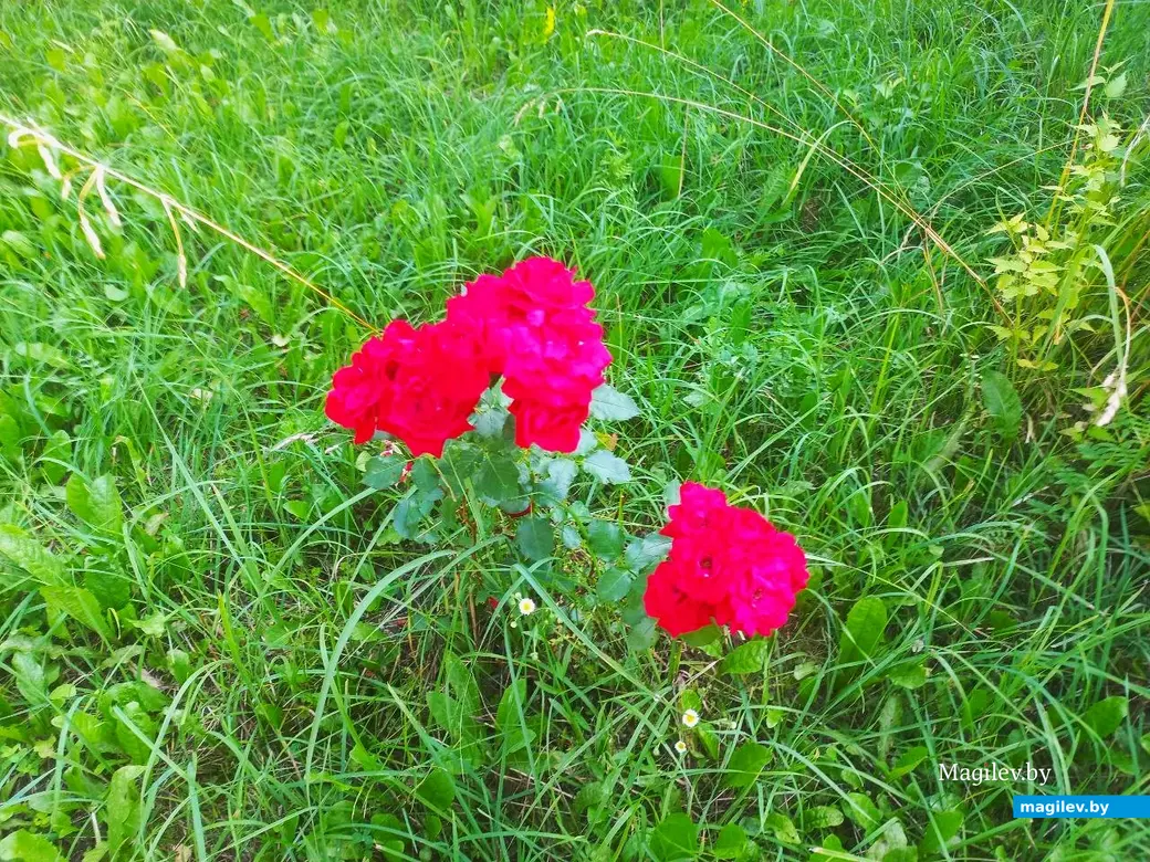 17.07.2024 г. Могилевский район, Речки, ул. Горная.