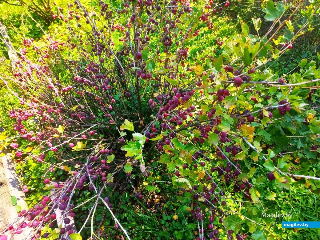 17.07.2024 г. Могилевский район, Речки, ул. Горная.