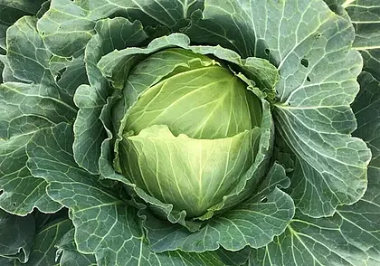 В Бресте мужчина во время ужина подавился капустным листом и умер