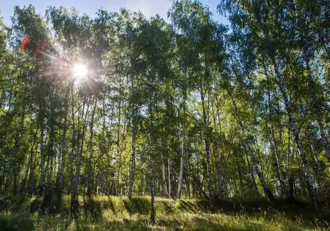 Ограничения на посещение лесов сняты во всех районах Могилевской области