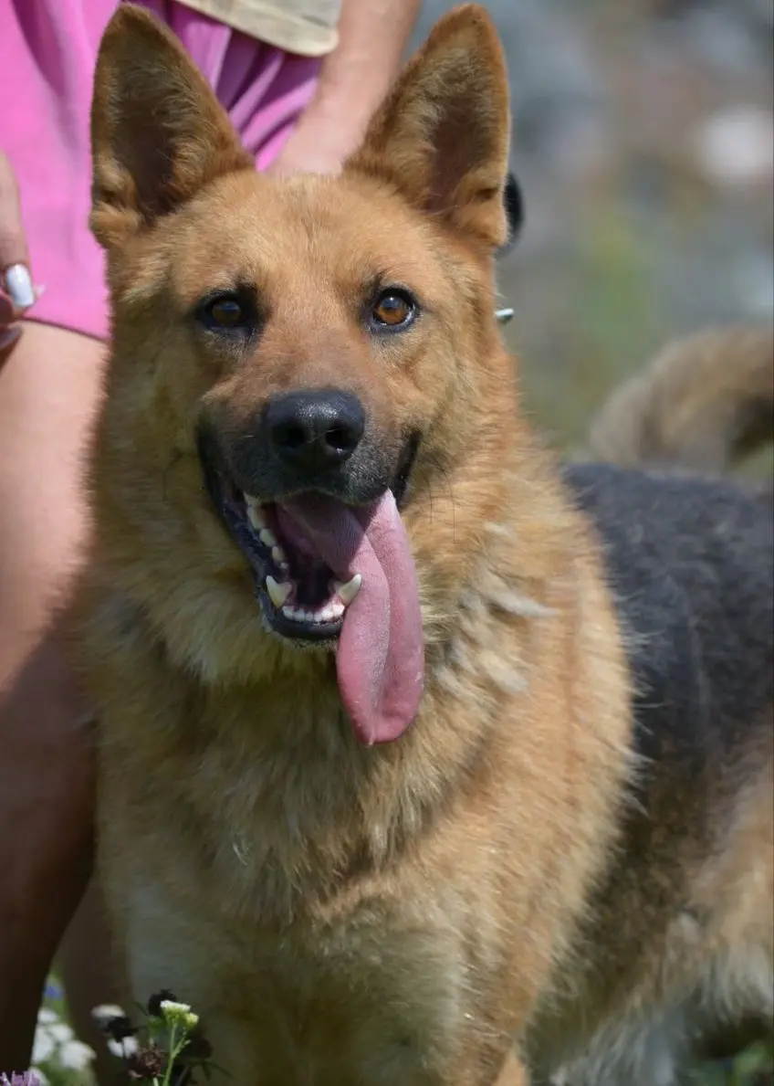 Пес ищет хозяина.