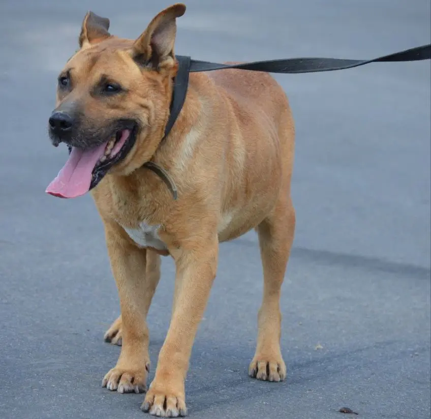 Пес ищет хозяина.