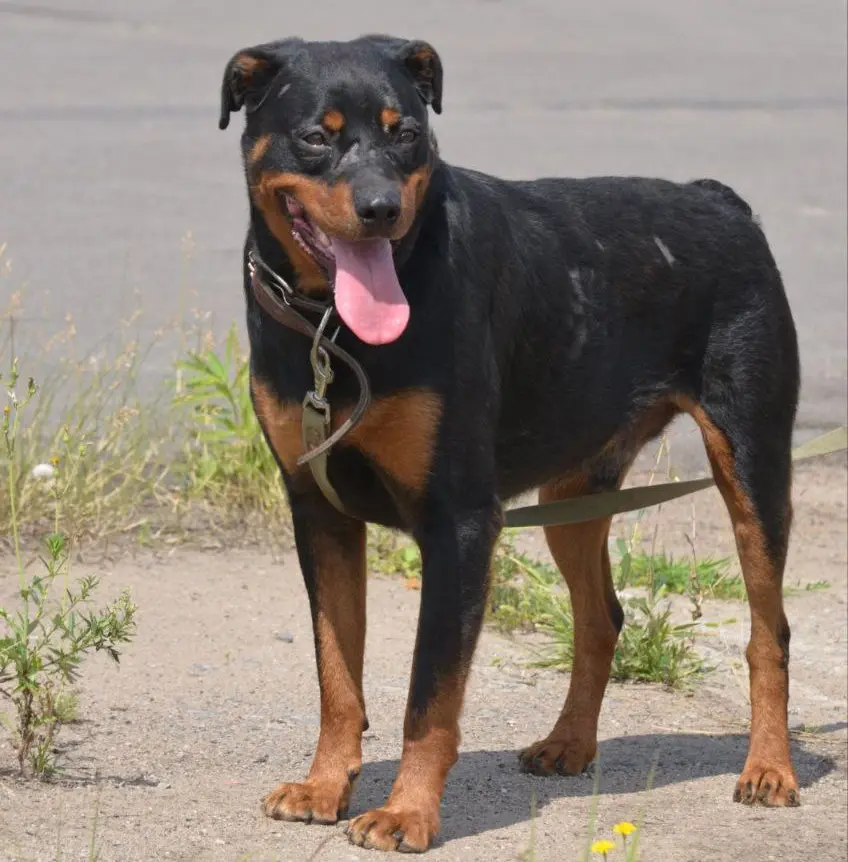 Пес ищет хозяина.