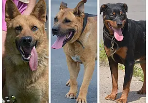 Им осталось жить несколько дней. В пункте умерщвления животных Могилева три собаки