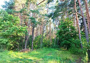 В 18 районах Беларуси введен запрет на посещение лесов