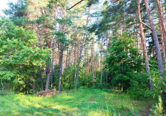 За грибами можно, но очень осторожно: во всех районах Могилевской области введены ограничения на посещение лесов