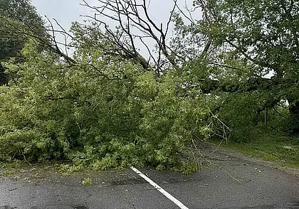 В Могилеве и Бобруйске 29 июля ветром опять ломало деревья