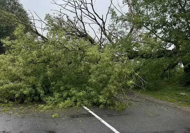 В Могилеве и Бобруйске 29 июля ветром опять ломало деревья