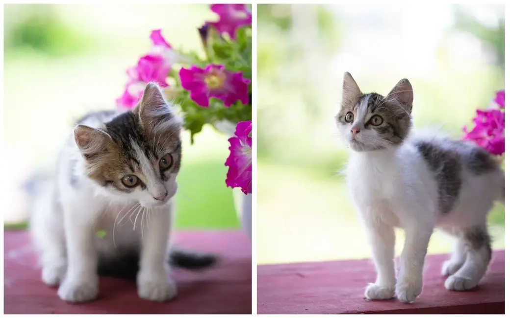 Ласковый котенок