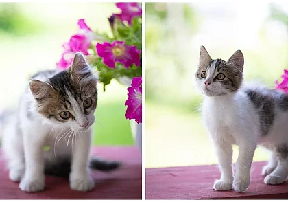 Кошечка Юлька, очень красивые щенки и ласковый котенок: кто ищет дом в Могилеве