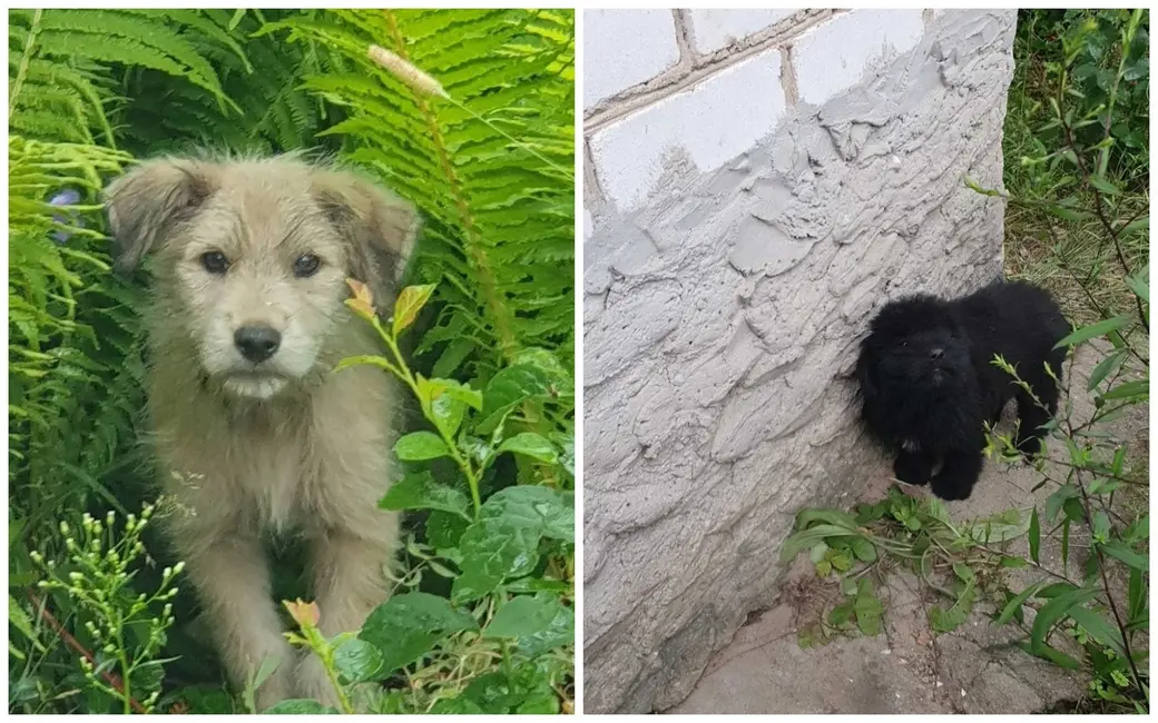 Красивые щенки