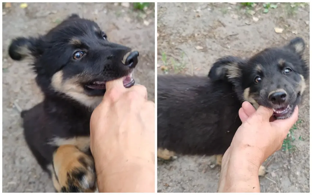 Щенку нужен дом