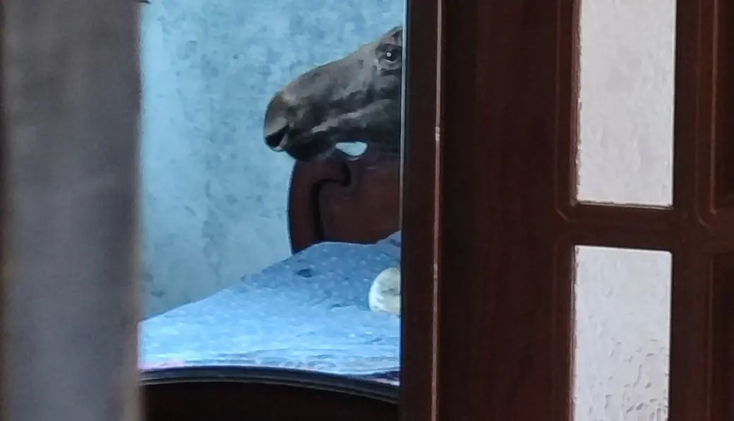 Фото Бобруйской горрайинспекции природных ресурсов и охраны окружающей среды.