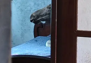 «Лось лежал на кровати в спальне у телевизора»