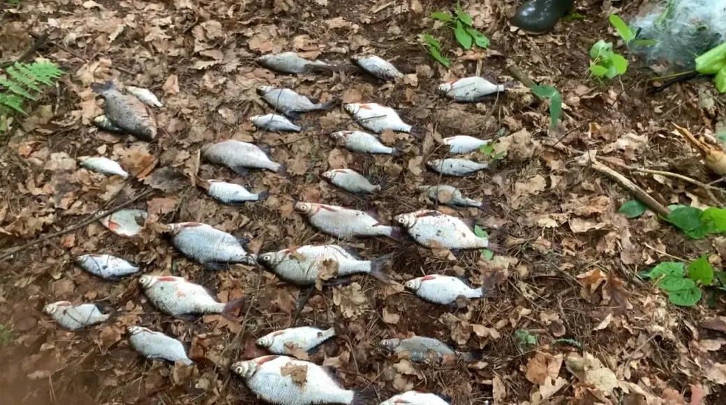 Фото: nostibyhova