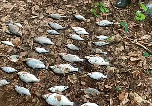 Браконьеров с рыболовными сетями задержали в Быховском районе