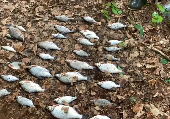 Браконьеров с рыболовными сетями задержали в Быховском районе