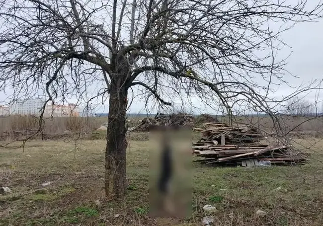 Жителю Гродно, который повесил собаку, предъявлено обвинение