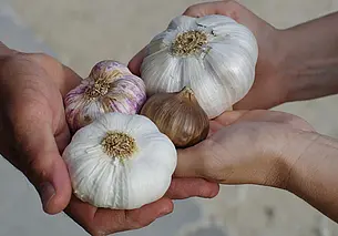 Подкармливаем чеснок для формирования крупных головок – сейчас ключевой период