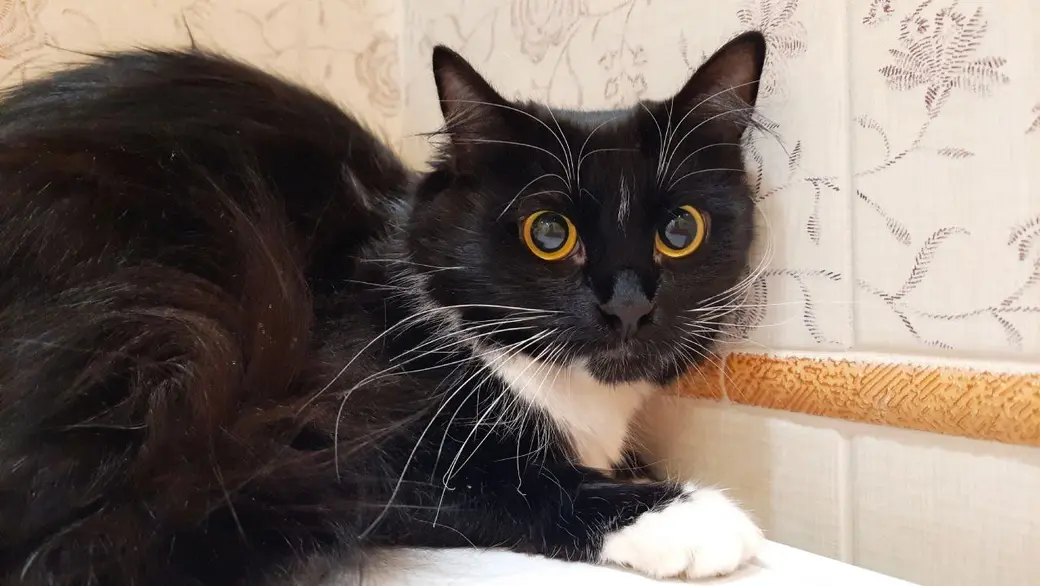 Кошка без клички.