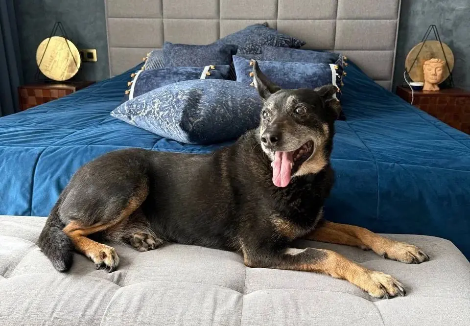 Собака Энджи.