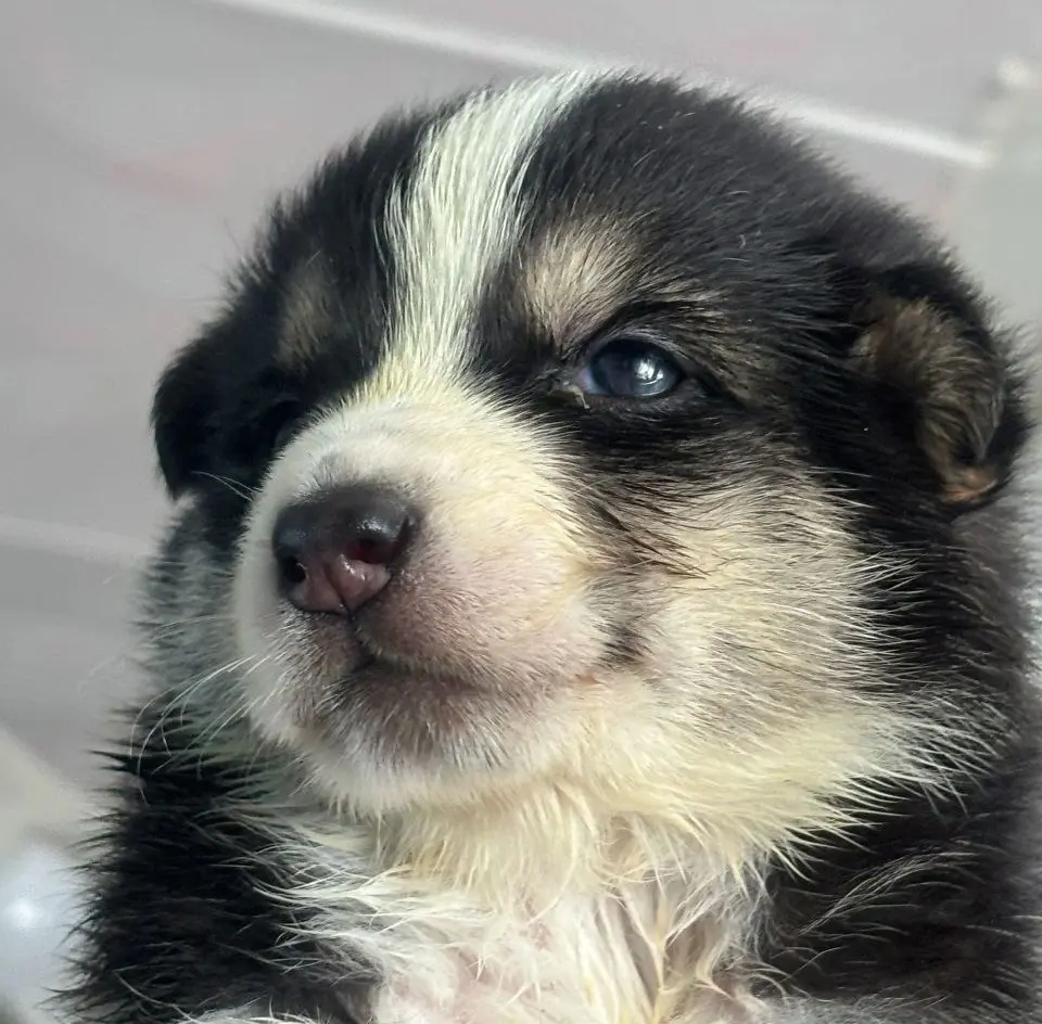 Малышка Элли.