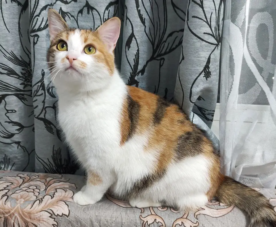 Кошка Тося.