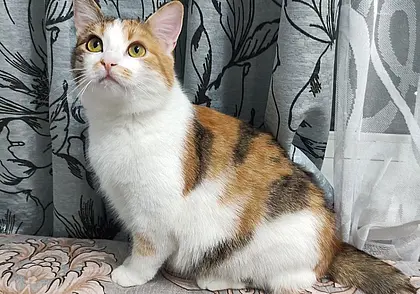 Собака Энджи, кошка Тося и щенок Веня: кто ищет хозяина в Могилеве