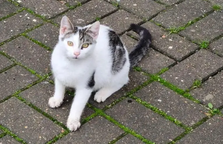 Котенок без клички.