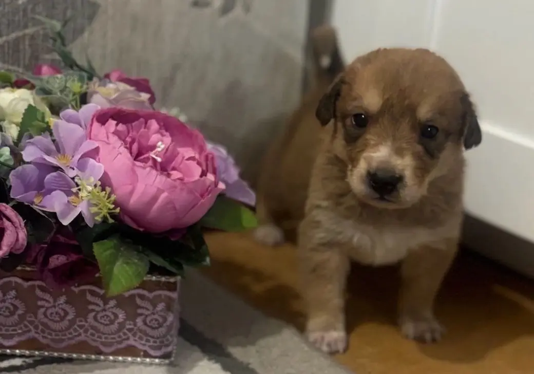 Щенок Веня.