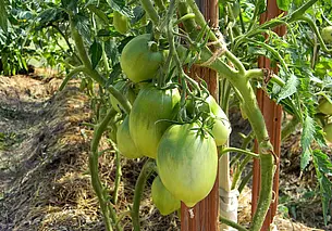 Когда начинать обработку томатов от фитофторы?