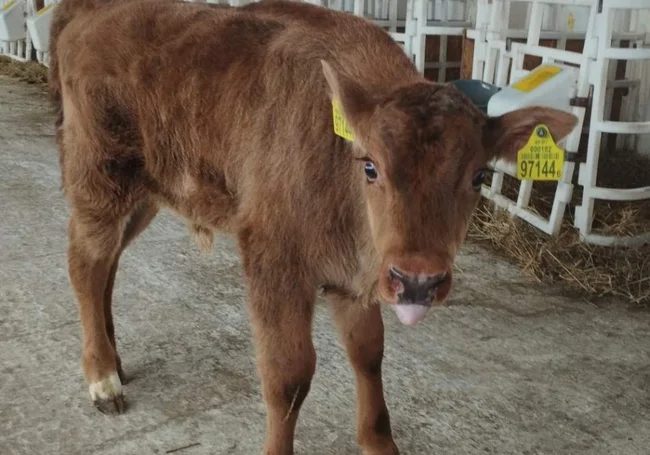 Два зубренка родились на ферме у коров: а так бывает?