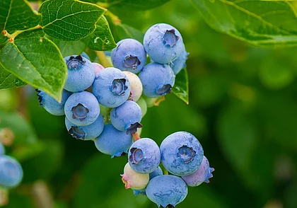 Голубика есть, а ягод – нет. Почему?