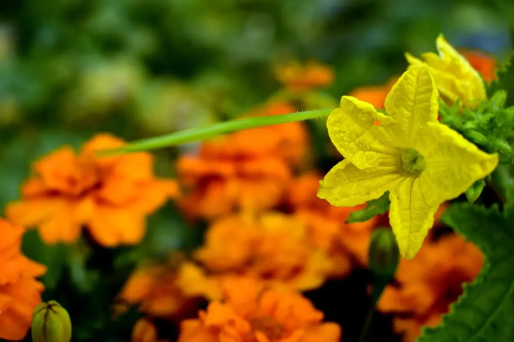 Огурцы. Бархатцы. Фото pixabay.com.