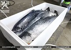 Более 20 тонн охлажденного лосося без документов пытались вывезти за пределы страны