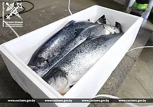 Более 20 тонн охлажденного лосося без документов пытались вывезти за пределы страны