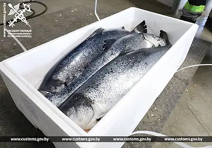 Более 20 тонн охлажденного лосося без документов пытались вывезти за пределы страны