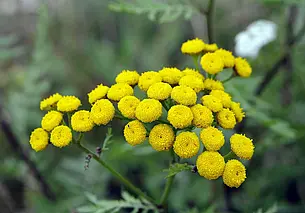 Что посадить рядом с картофелем для защиты от колорадского жука? Подсказываем