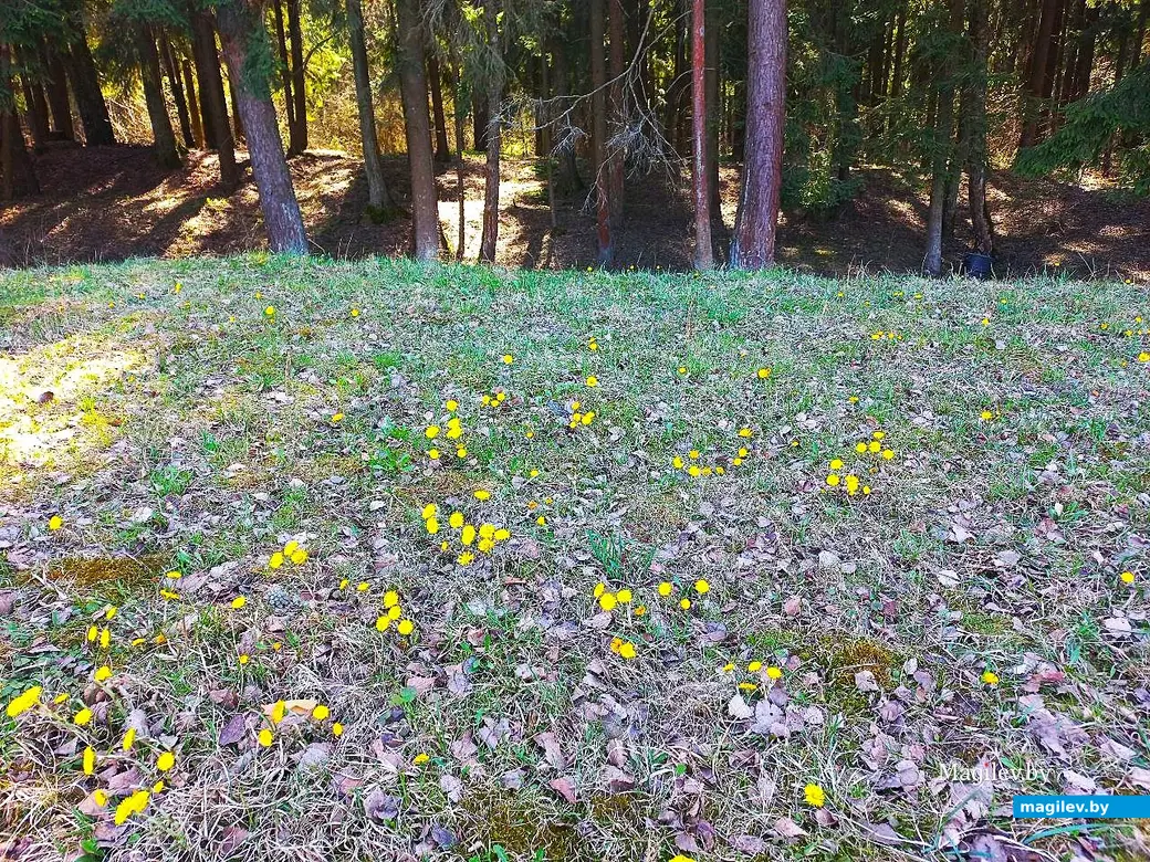 17.04.2025, Могилев. Из Казимировки – к областной больнице и обратно.