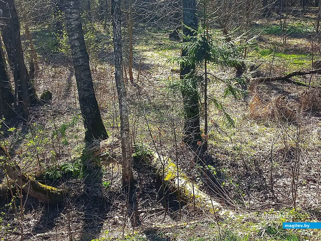 17.04.2025, Могилев. Из Казимировки – к областной больнице и обратно.